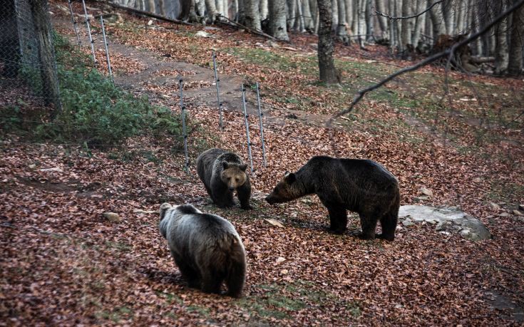 Δύο αρκουδάκια νεκρά μετά από σύγκρουση με όχημα στη Φλώρινα