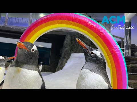 World famous gay penguin Sphen mourned at Sydney Aquarium