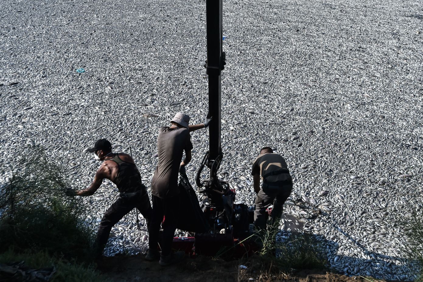 Νέες, συγκλονιστικές εικόνες από τα νεκρά ψάρια στον Βόλο – Σε ποιες παραλίες συνιστάται η αποφυγή κολύμβησης