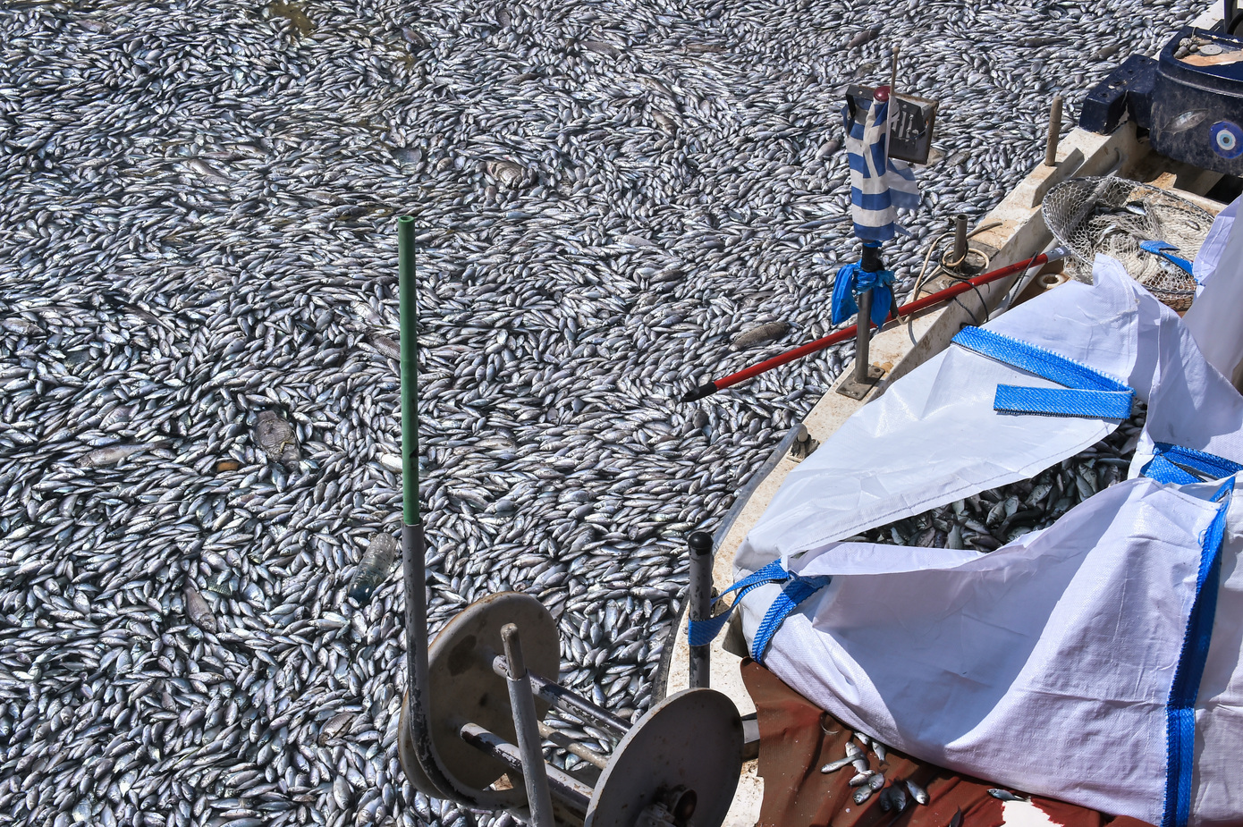 Γιατί γέμισε με νεκρά ψάρια ο Παγασητικός – Καθηγητής Υδρογεωλογίας εξηγεί τι έχει συμβεί