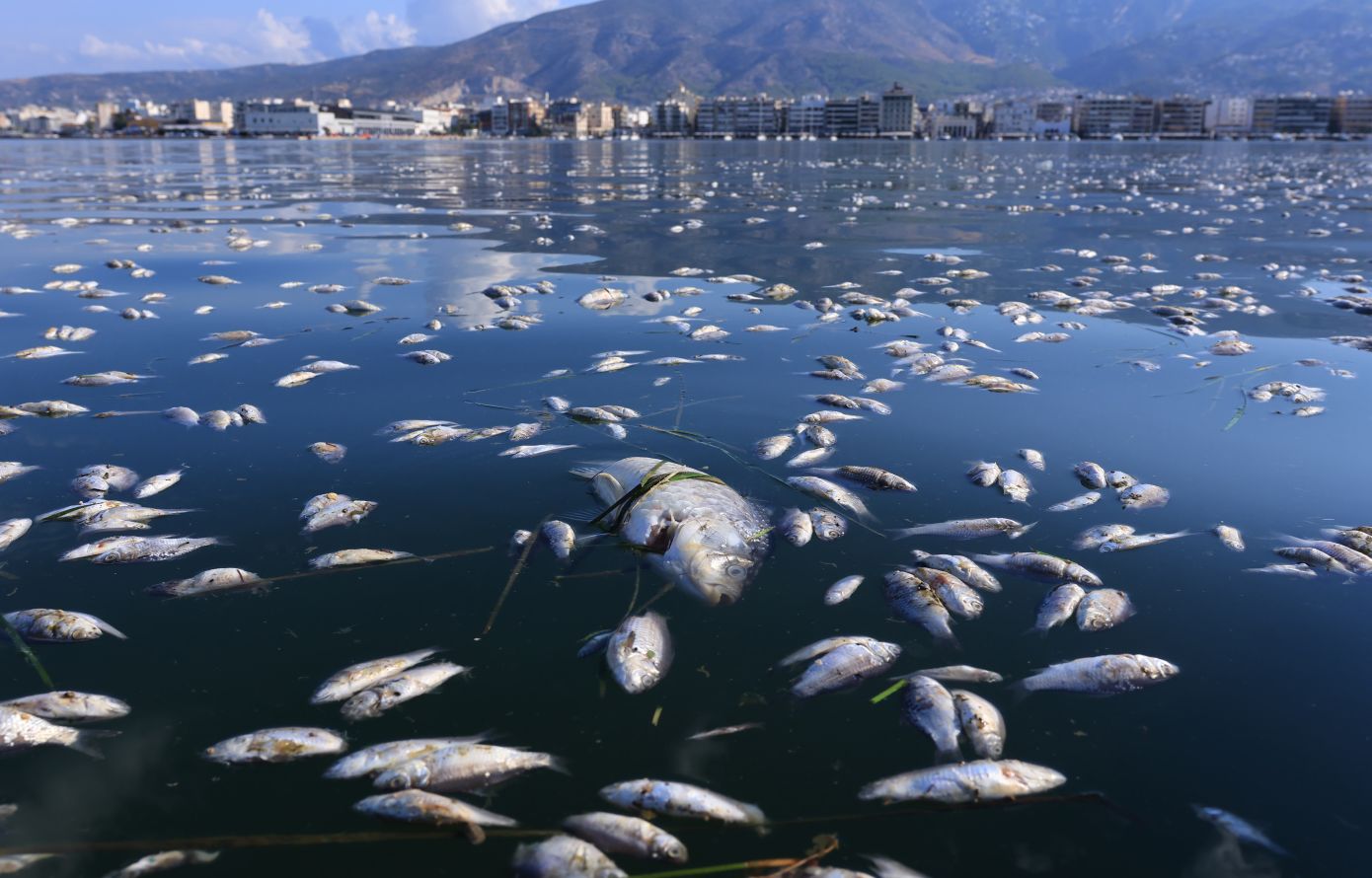 Οι εικόνες με τα νεκρά ψάρια στη θάλασσα στον Βόλο κάνουν τον γύρο του κόσμου – Τα δημοσιεύματα στα διεθνή ΜΜΕ