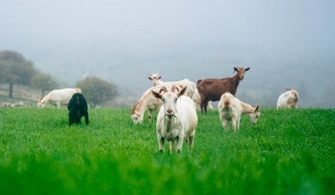 Νέα καινοτόμα πρότυπα βιωσιμότητας στη γαλακτοπαραγωγή
