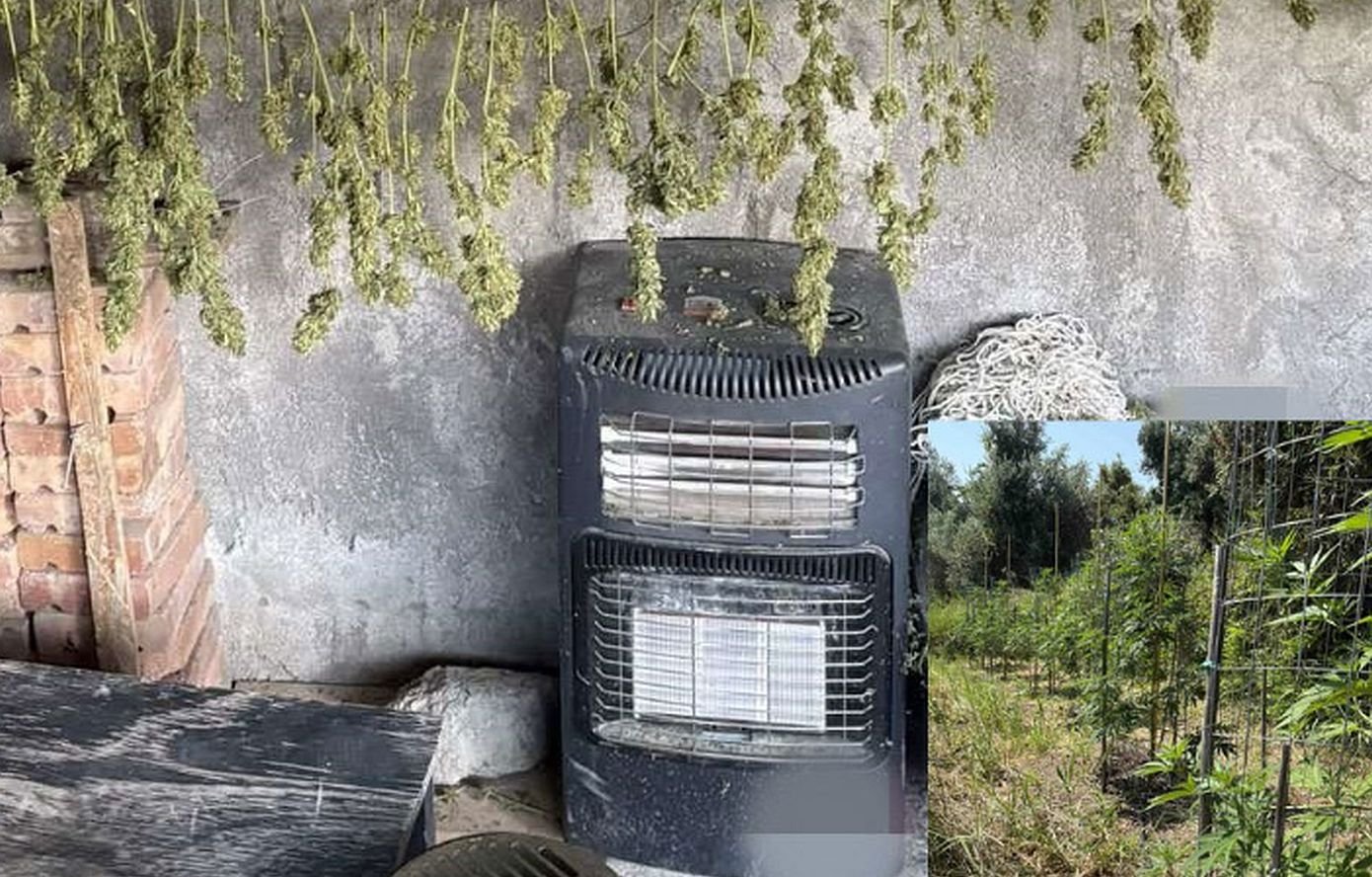 Λαμία: Ένας από τους 5 που συνελήφθησαν για τις χασισοκαλλιέργειες και τα ναρκωτικά στη Λοκρίδα επιχείρησε να αυτοκτονήσει