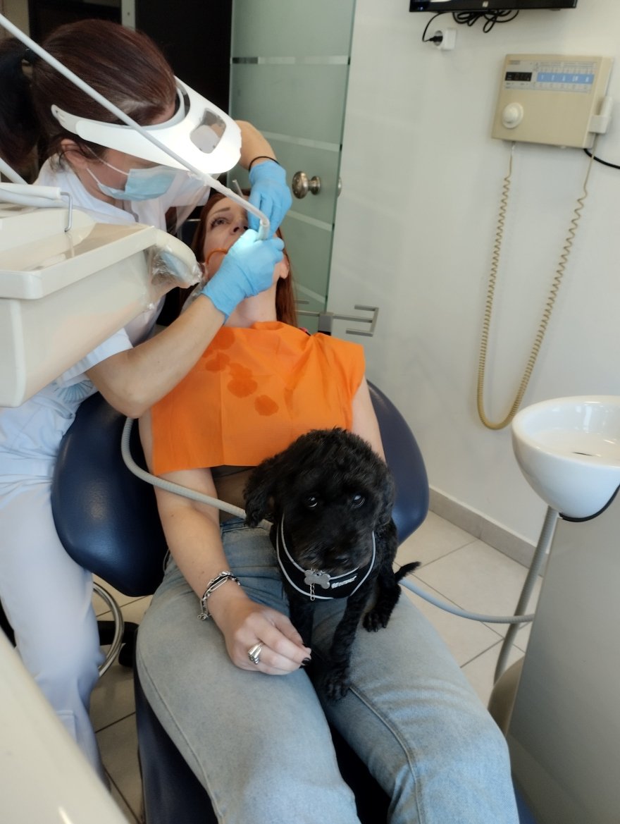 Από τον δρόμο, βοηθός σε οδοντιατρείο: Η τετράποδη Άριελ που διώχνει το άγχος για τον τροχό και τη σύριγγα