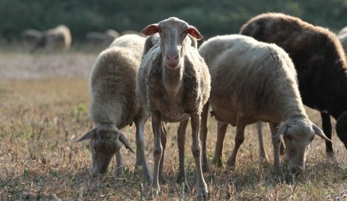 Η Αυστραλία χρησιμοποιεί το μαλλί προβάτου για να λύσει ένα σημαντικό πρόβλημα στη γεωργία της