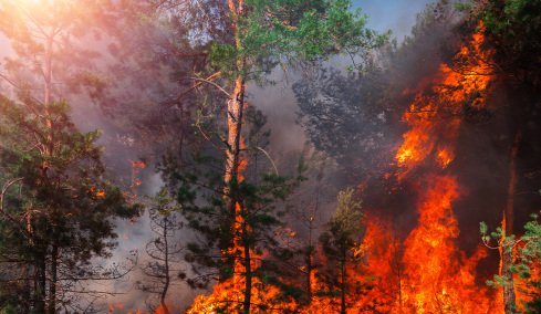 22χρονος στην Ταϊλάνδη έβαλε φωτιά σε δάσος γιατί βαριόταν: «Ήθελα απλώς να διασκεδάσω»  