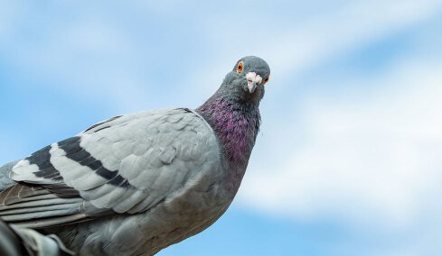 Ο απόλυτος εφιάλτης των περιστεριών: Το αυτόνομο νεροπίστολο με AI που καθαρίζει το μπαλκόνι
