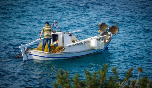 Σχέδιο επιδότησης για το «κυνήγι» του λαγοκέφαλου: Τα σενάρια που εξετάζονται και η πρόταση να αφήσουν τη φύση να κάνει το... ξεκαθάρισμα