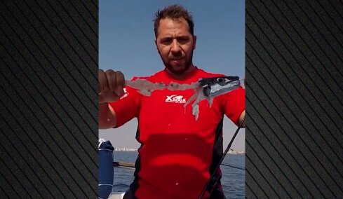 Λαγοκέφαλοι-κανίβαλοι: Το πείραμα Έλληνα ψαρά που αποκαλύπτει την άγρια φύση τους, δείτε βίντεο  