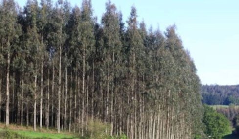 Η Ισπανία άρχισε να φυτεύει εκατομμύρια ευκαλύπτους το 1940: Σήμερα θεωρούνται εχθρός της ντόπιας βιοποικιλότητας