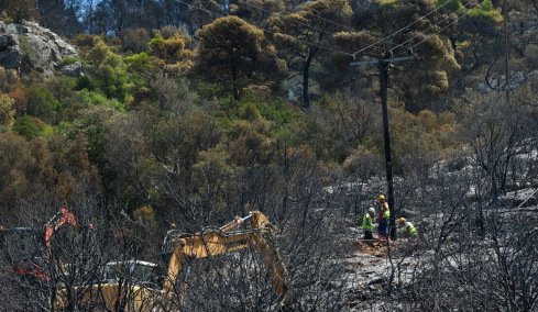 Ποια είναι τα δέντρα που μπορούν να γίνουν «ασπίδα» για το σπίτι σας απέναντι στις πυρκαγιές  