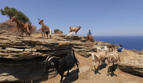 Αποστολή στη Σίφνο: Επίσκεψη στην οικογενειακή φάρμα Λουμίδη