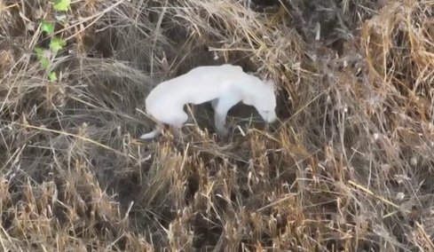«Χυδαίο τραμπουκισμό από τους διάφορους 