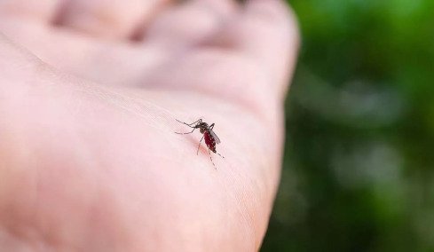Σε Ελλάδα και Ιταλία η μεγαλύτερη εξάπλωση του ιού του  Δυτικού Νείλου στην Ευρώπη, οι δήμοι με τα περισσότερα κρούσματα