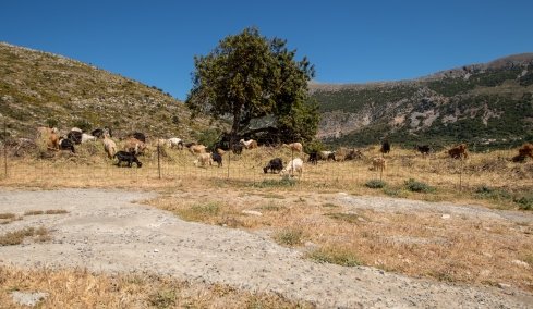 Πέθανε κτηνοτρόφος στη Λέσβο μετά τη θανάτωση του κοπαδιού του λόγω αφθώδους πυρετού  