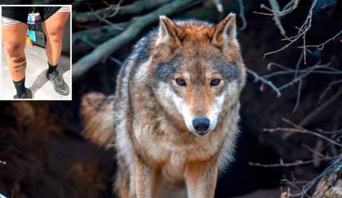 Συναγερμός στο Κρυονέρι μετά την επίθεση λύκου: Το ζώο είχε κόκκινο κολάρο, αναλύουν το DNA από τα ρούχα του άντρα