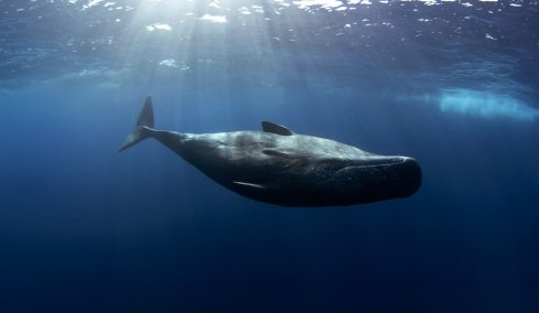 200 χρόνια μετά δικαιώνεται η θεωρία πίσω από τον «Μόμπι Ντικ»: Το «όπλο» στο κεφάλι της φάλαινας