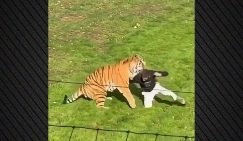 tiger-hor