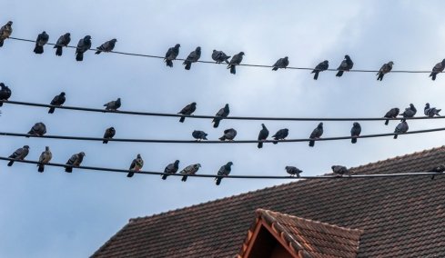 Γιατί τα πουλιά που κάθονται στα καλώδια δεν παθαίνουν ηλεκτροπληξία - Πότε κινδυνεύουν και ποια είδη είναι πιο ευάλωτα